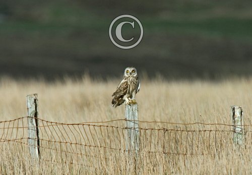 Short-eared Owl on a Post DM0918